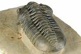 Morocconites Trilobite Fossil - Top Quality Specimen #339397-4